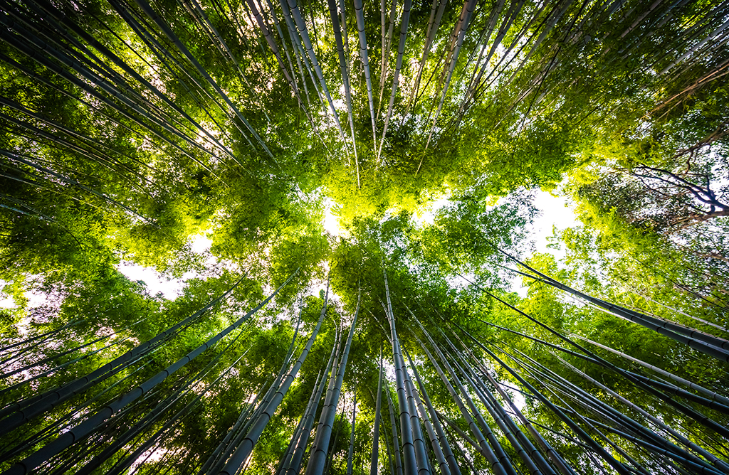 GA group of trees seen from below. The treetops and blue sky are visible. The image conveys calmness and sustainability.