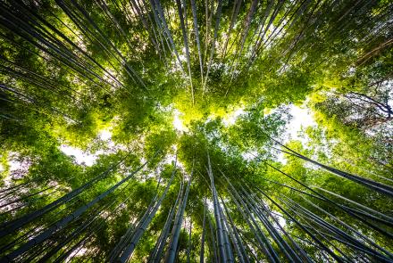 GA group of trees seen from below. The treetops and blue sky are visible. The image conveys calmness and sustainability.